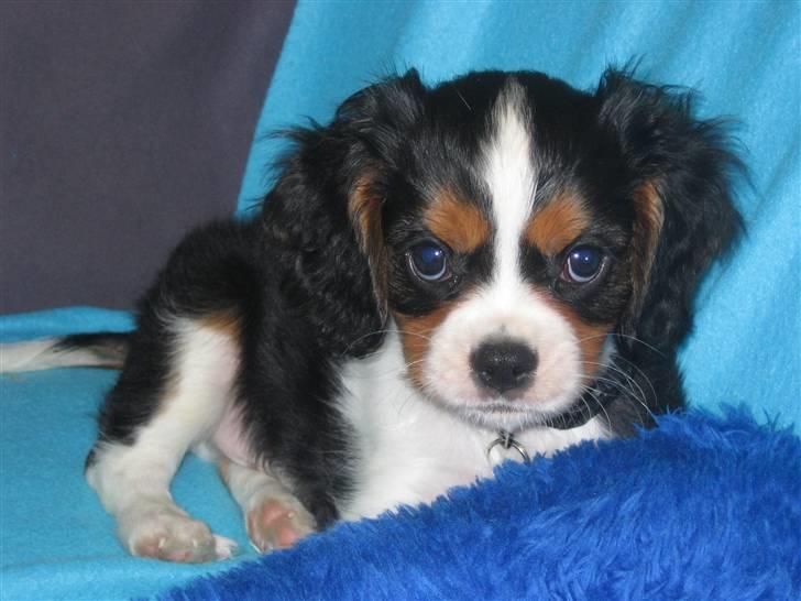 Cavalier king charles spaniel Dinho - Dinho som hvalp billede 10