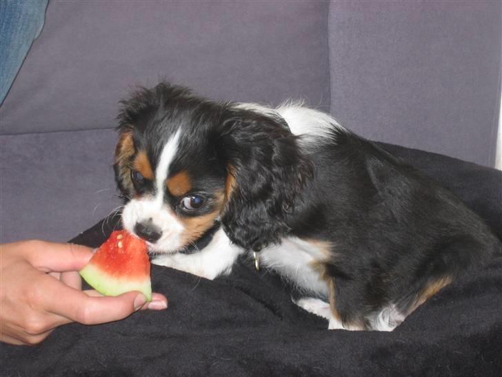 Cavalier king charles spaniel Dinho billede 11