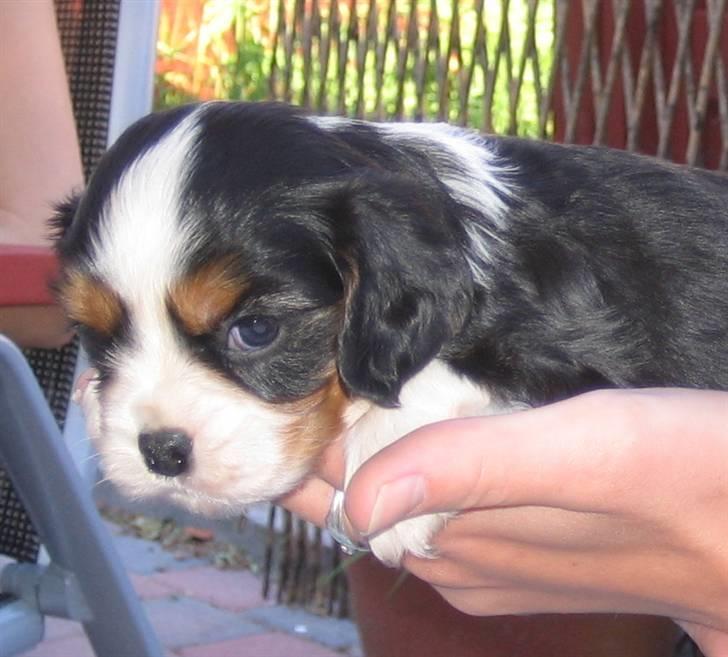 Cavalier king charles spaniel Dinho - Dinho 4 uger gammel billede 12