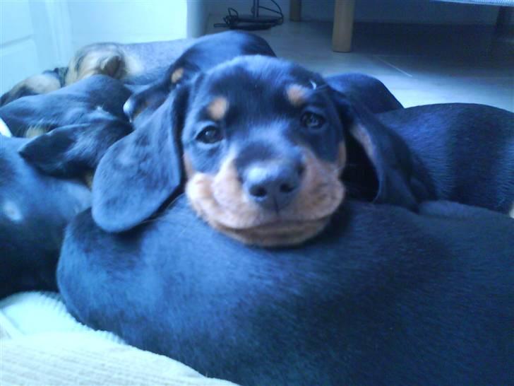 Dværggravhund Freya billede 14