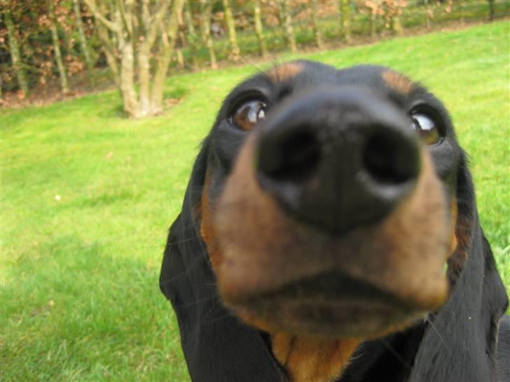 Dværggravhund Freya - haha :D billede 15