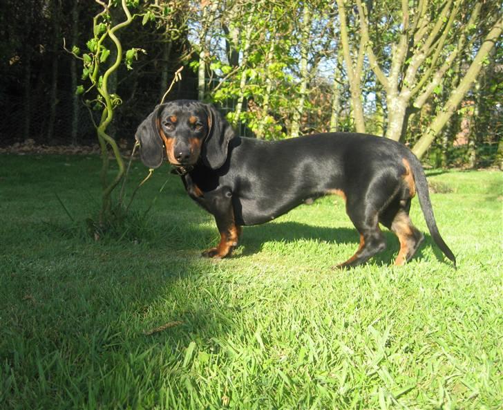 Dværggravhund Freya billede 16