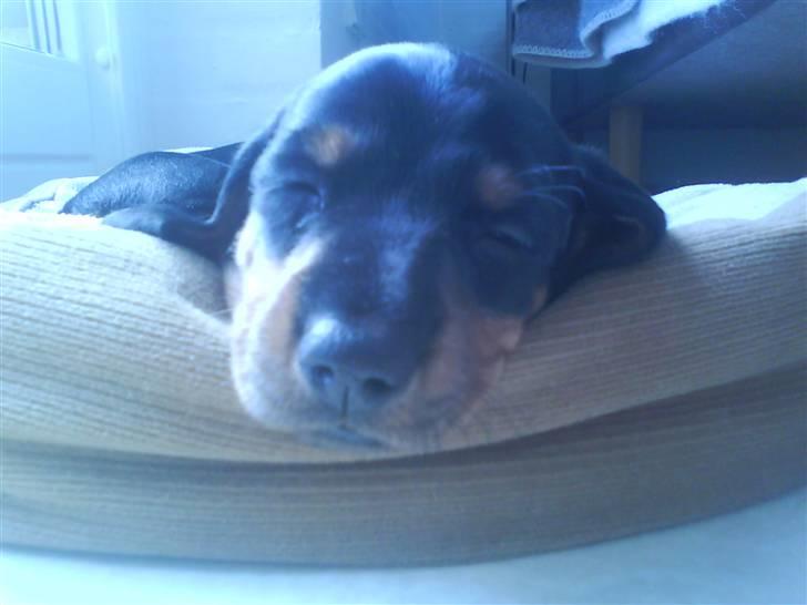 Dværggravhund Freya billede 17