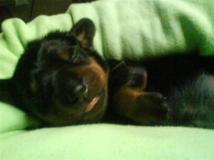 Dværggravhund Freya - Her er hun som lille hvalp. Hun var kun 1 uge gammel :´) billede 18