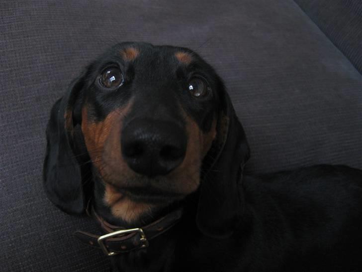 Dværggravhund Freya billede 19