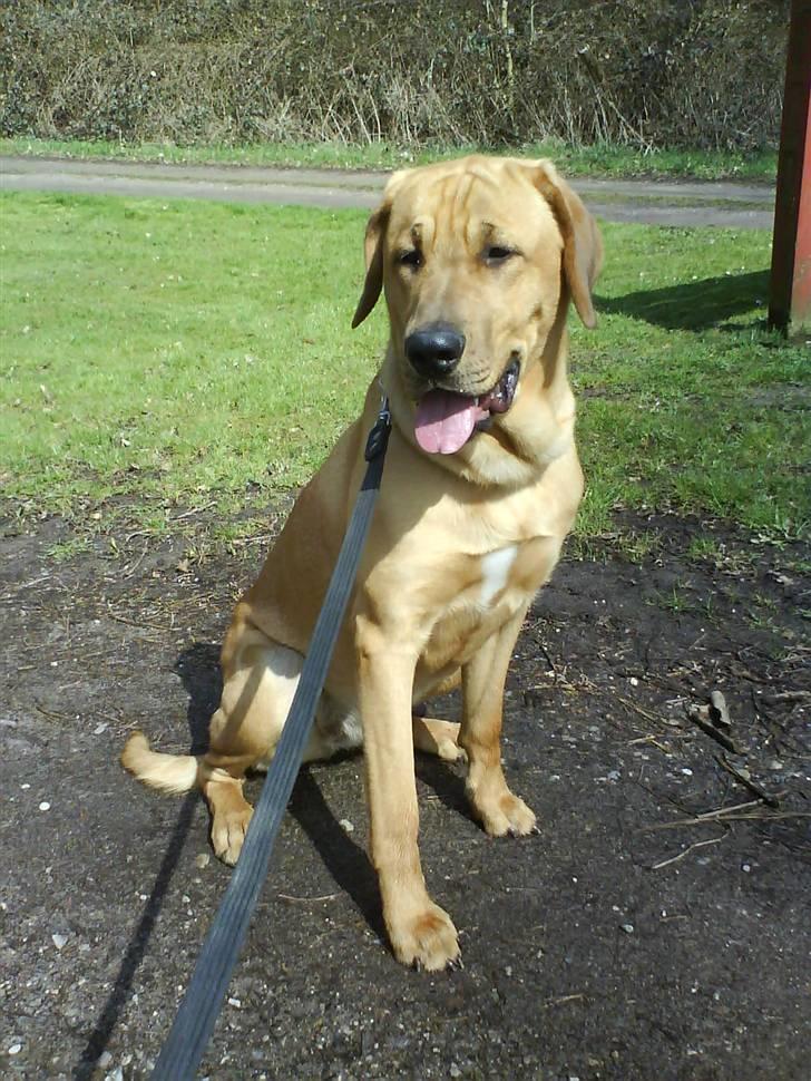 Broholmer Geri - uhhh det er varmt på højen  billede 13