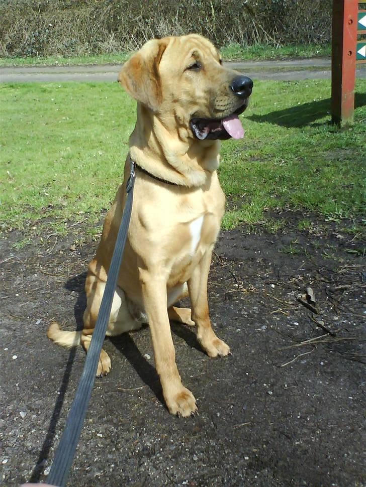 Broholmer Geri - Savle savle savle masser af savl hehe på skønne frøbjergbavnehøj billede 14