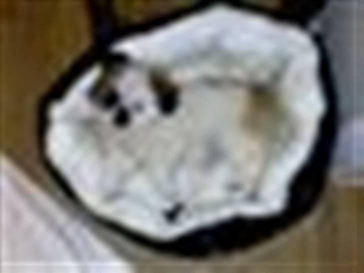 Pekingeser Tøzen - dan dag da vi lige havde fået ende 8 uger gammel<3 billede 2