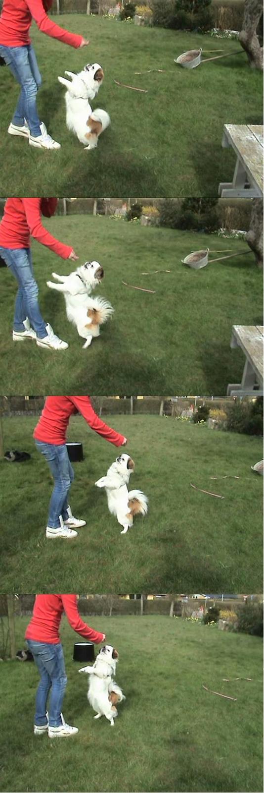 Pekingeser Tøzen - hun kan jo også danse<3<3 haha billede 3