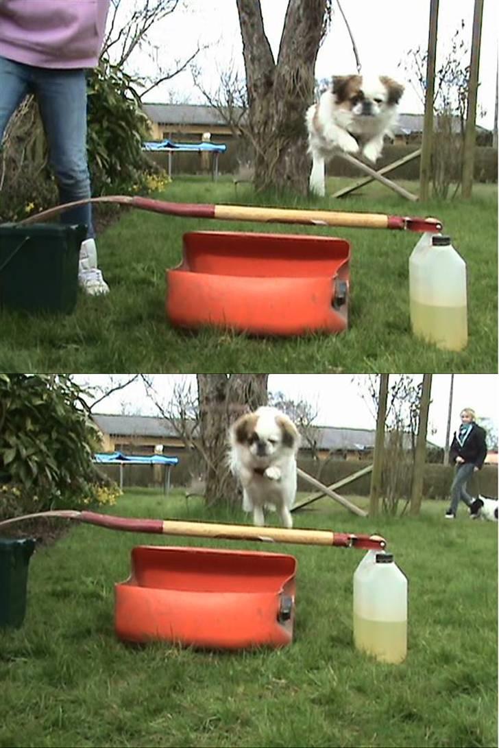 Pekingeser Tøzen - hop hop d. 14 april<3 billede 4