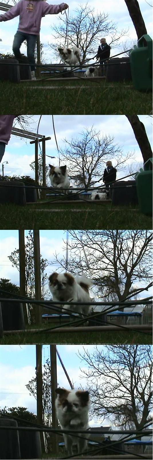 Pekingeser Tøzen - spring igen, hun er rigtig dygtig min lille spring hund billede 5