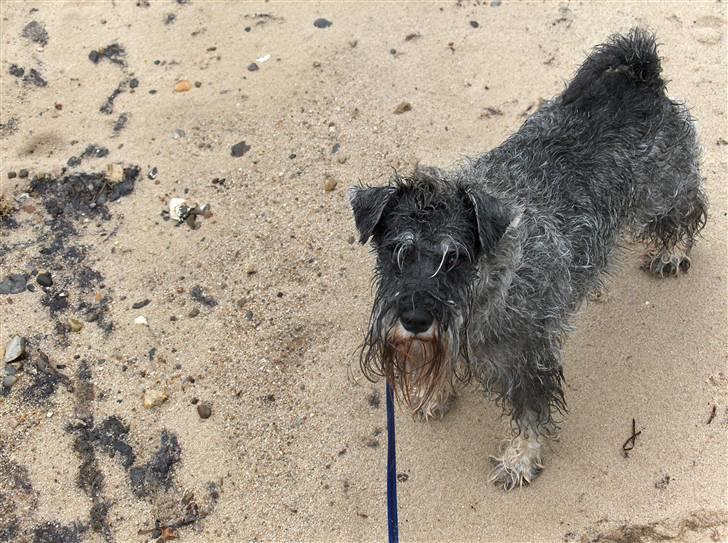 Dvaergschnauzer Superman - Superman har lige været i vandet, den vandhund! billede 7
