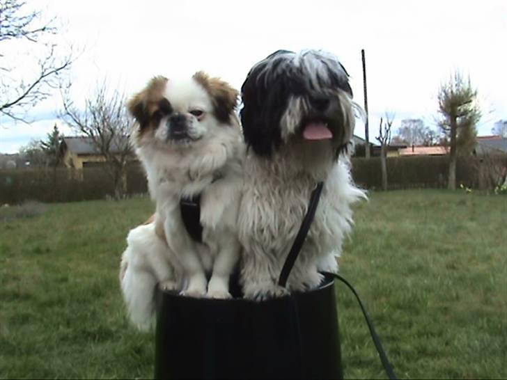 Pekingeser Tøzen - er de ikke søde tøzen og shippa billede 6