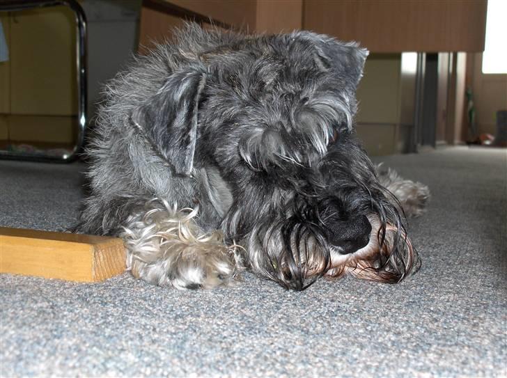 Dvaergschnauzer Superman - trætte Superman billede 8