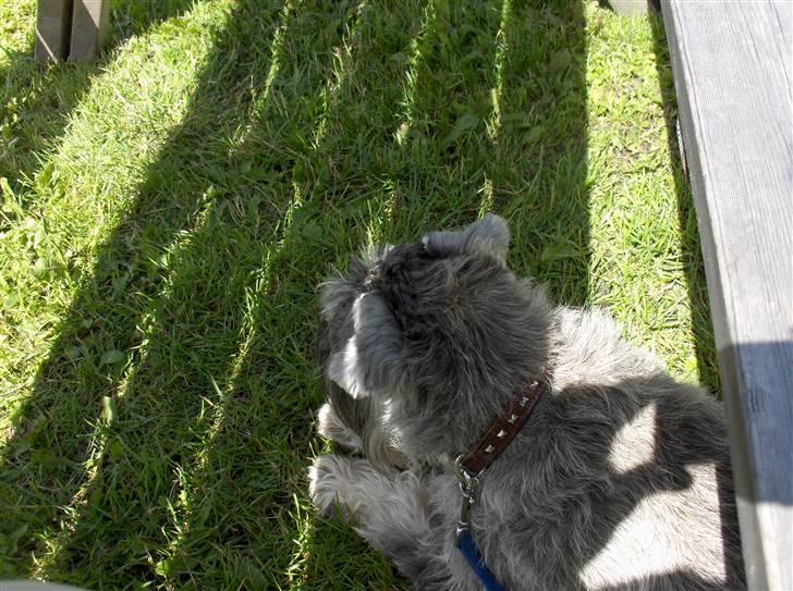 Dvaergschnauzer Superman - endelig lidt skykke........! billede 9