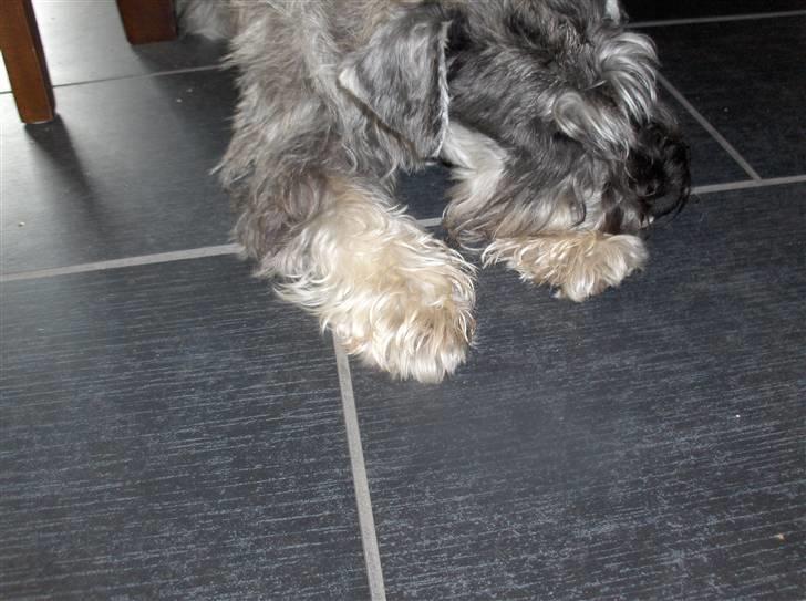 Dvaergschnauzer Superman - vågn nu op super! billede 11