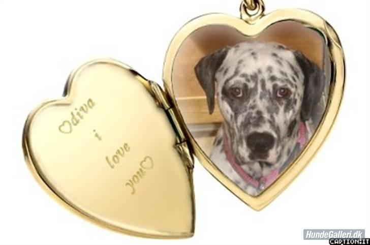 Blanding af racer Diva R.I.P billede 14