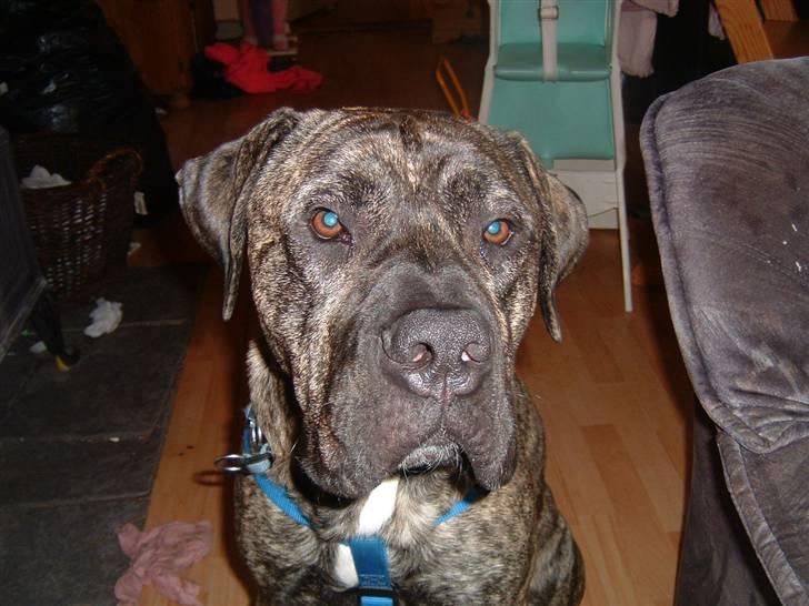 Dogo canario Tamlis Prince Luca R.I.P billede 19