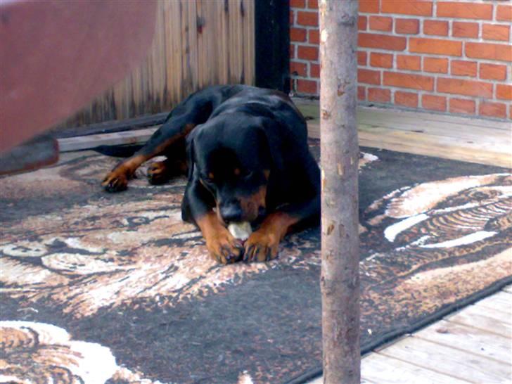 Rottweiler Snoopie billede 1