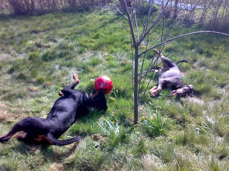 Rottweiler Snoopie - Snoopie og Sheelor leger i haven billede 4