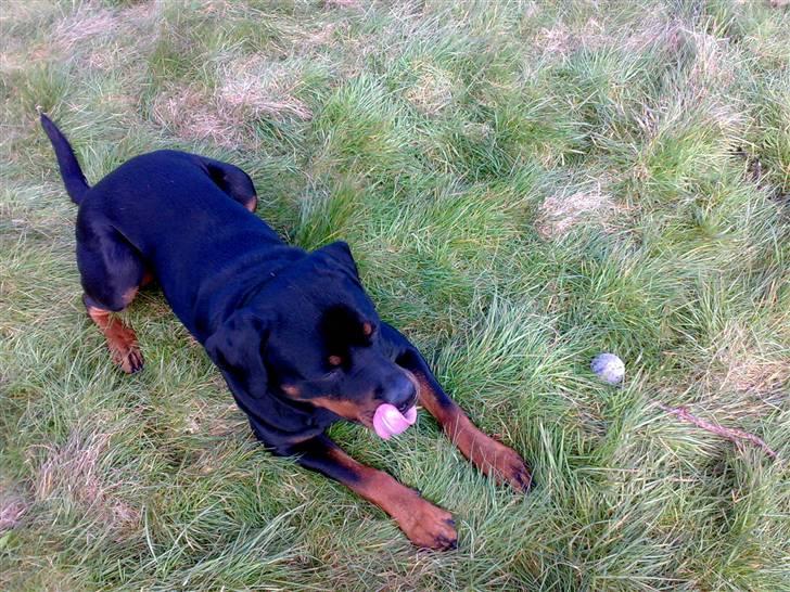Rottweiler Snoopie billede 5