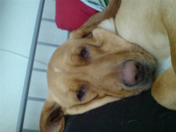 Blanding af racer Laika   (Bette mov) billede 11