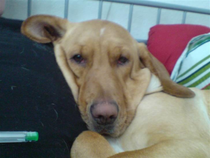 Blanding af racer Laika   (Bette mov) billede 12