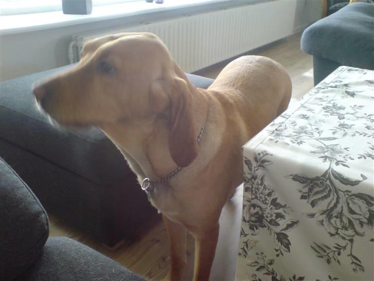 Blanding af racer Laika   (Bette mov) billede 13