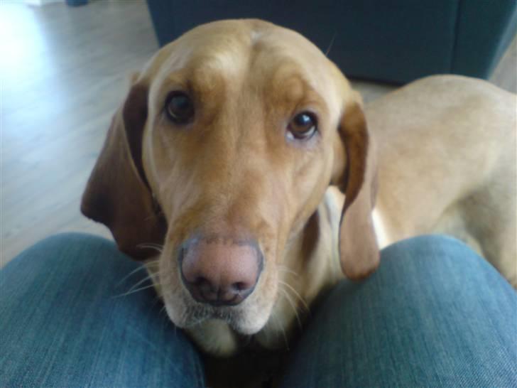 Blanding af racer Laika   (Bette mov) billede 14