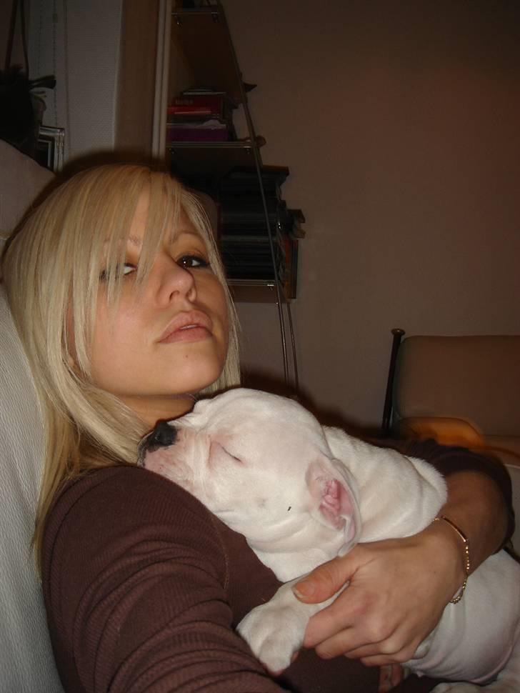 Amerikansk bulldog Valentino billede 12