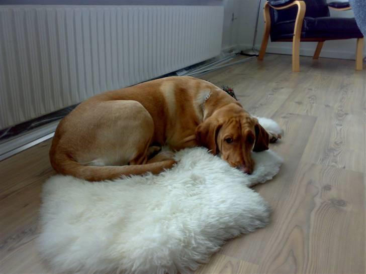 Blanding af racer Laika   (Bette mov) billede 15