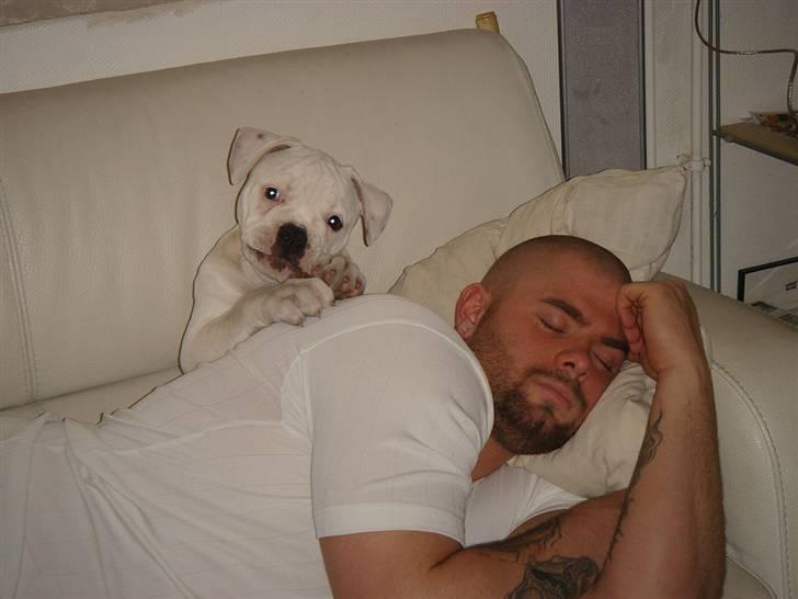 Amerikansk bulldog Valentino billede 13