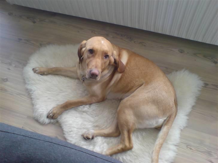 Blanding af racer Laika   (Bette mov) billede 16