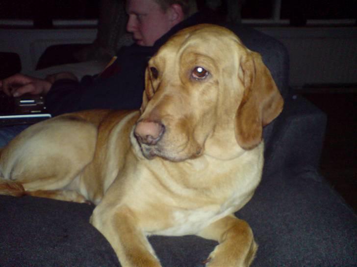 Blanding af racer Laika   (Bette mov) billede 17