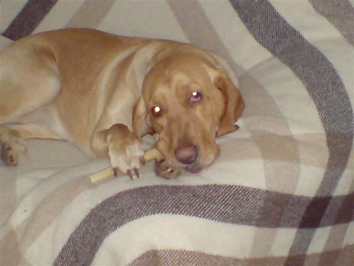 Blanding af racer Laika   (Bette mov) billede 18