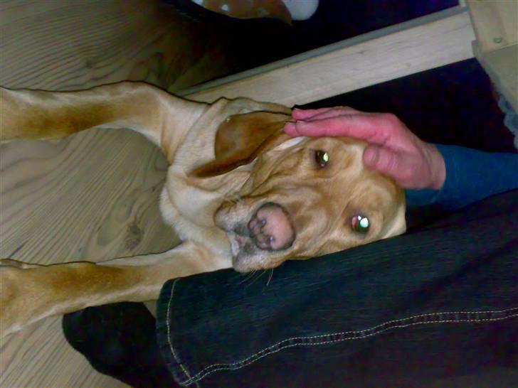 Blanding af racer Laika   (Bette mov) billede 19