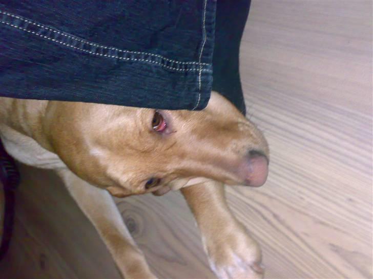 Blanding af racer Laika   (Bette mov) billede 20