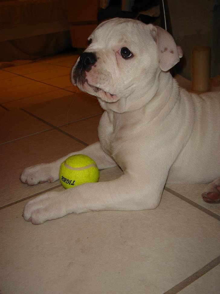 Amerikansk bulldog Valentino billede 14