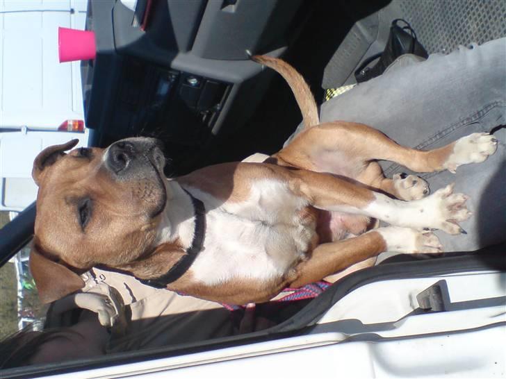 Staffordshire bull terrier Magic...stjålet=( - er med mor og min bedste veninde til rally billede 1