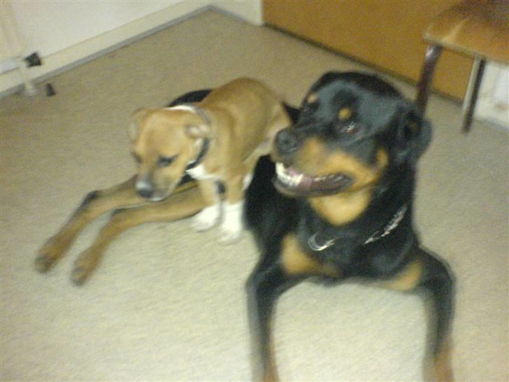 Staffordshire bull terrier Magic...stjålet=( - mig og min storebror shamigos bayard billede 2