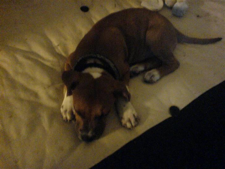 Staffordshire bull terrier Magic...stjålet=( - da mor lige havde fået mig billede 3