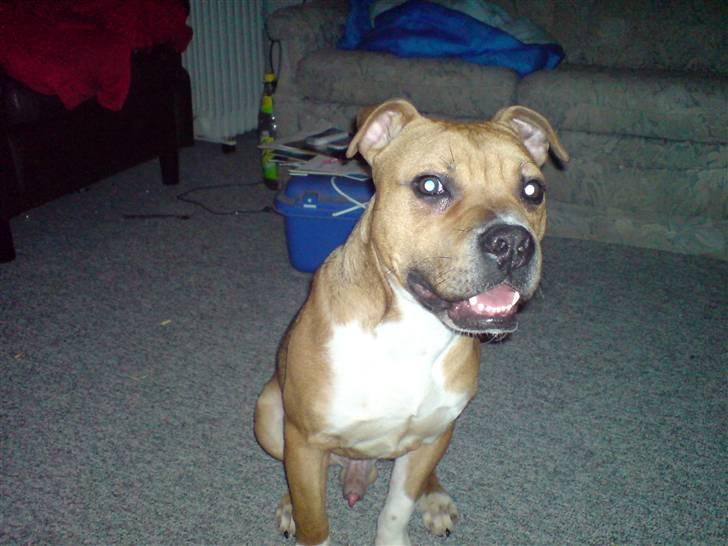 Staffordshire bull terrier Magic...stjålet=( - sidder lige model for mor billede 4