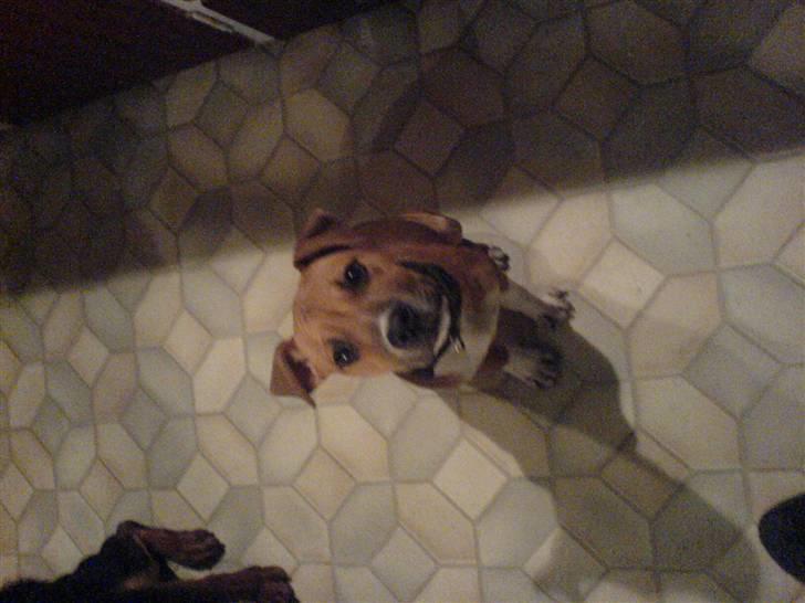 Staffordshire bull terrier Magic...stjålet=( - se hvor pænt jeg kan sidde,hvad gør man ikke for en godbid billede 5