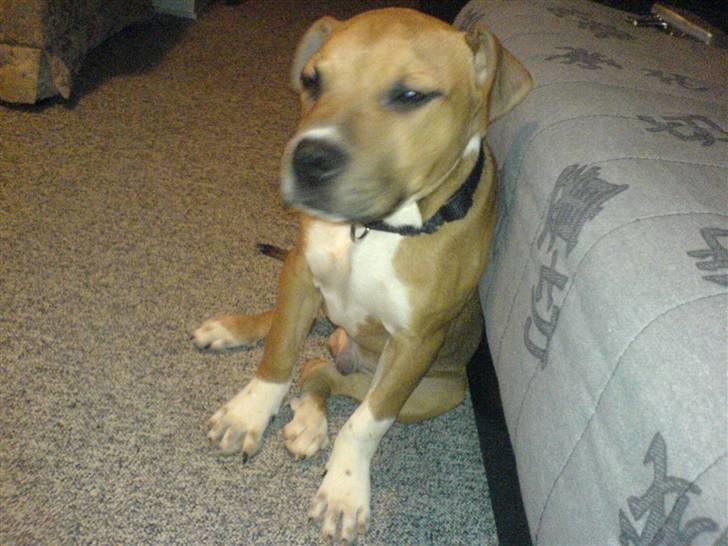 Staffordshire bull terrier Magic...stjålet=( - har været ude og lege med storebror,er blevet lidt træt billede 6