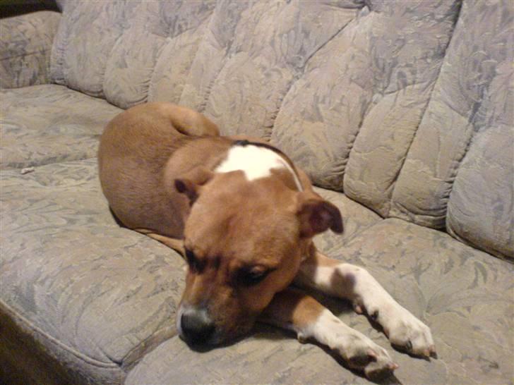 Staffordshire bull terrier Magic...stjålet=( - tager lige en lille lur billede 7