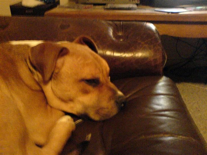 Staffordshire bull terrier Magic...stjålet=( - tager mig lige en lur igen,gør jeg tit he he billede 8