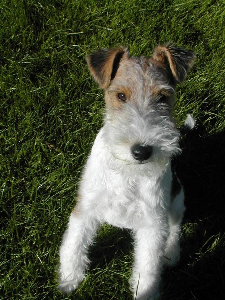 Ruhåret foxterrier Fifi - Fifi ca. 5 måneder gammel billede 1