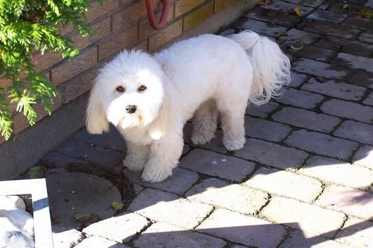 Bichon havanais Bazoo billede 17