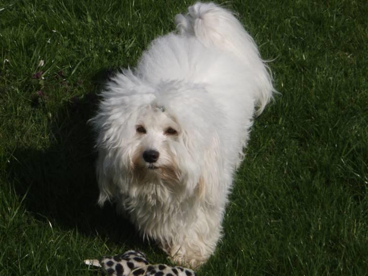 Bichon havanais Bazoo - April 2008 billede 19