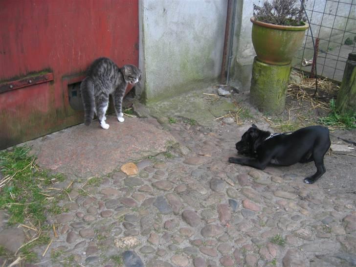 Staffordshire bull terrier Lukas - Ja Lukas, katten er helt sikkert med på noget leg? hmm.. :P billede 14